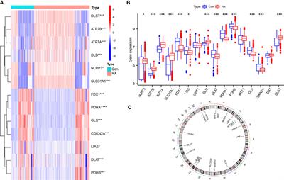 Verification of cuproptosis-related diagnostic model associated with immune infiltration in rheumatoid arthritis